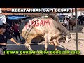 Kedatangan Sapi Besar Hewan Qurban Desa BODELOR 2026 