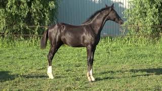 Special Spirit A.s.,Colt By Jameson Rs2 X Damon Hill X Fidermark.born30-4-2022.