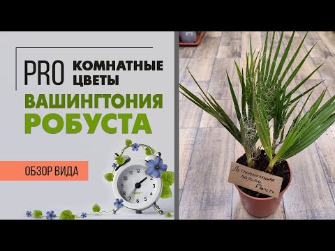 Вашингтония Робуста - самая настоящая пальма | Легкое в уходе комнатное растение