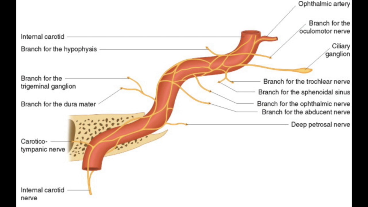 Sympathetic Innervation Of The Eye YouTube