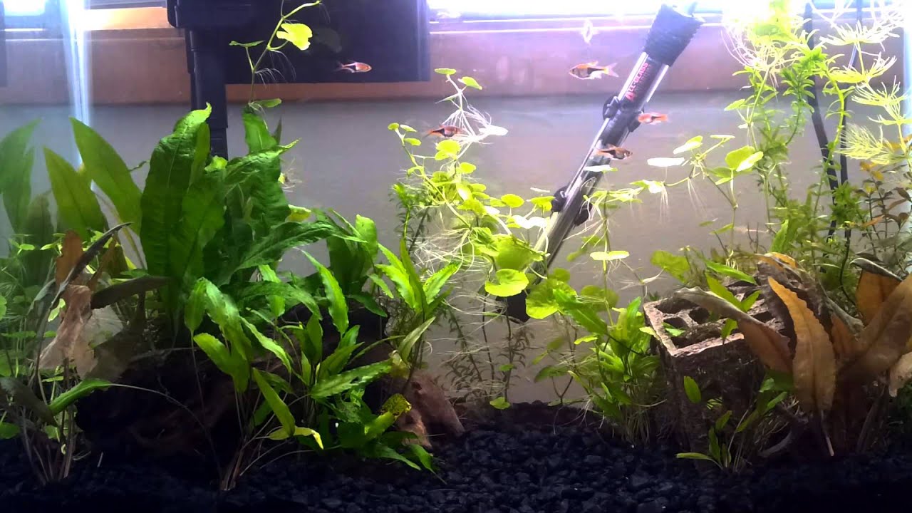 camera iphone 8 plus apk Rasbora Tank