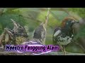 Anis Kembang sang Maestro panggung alam