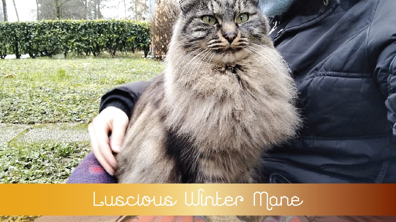 💖 Luscious Winter Mane 💖