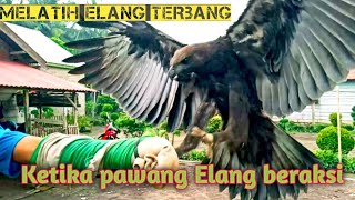 Beginilah cara melatih burung elang terbang