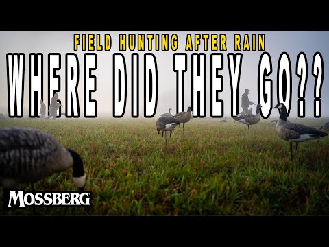 How To Hunt Geese After A Weather Front