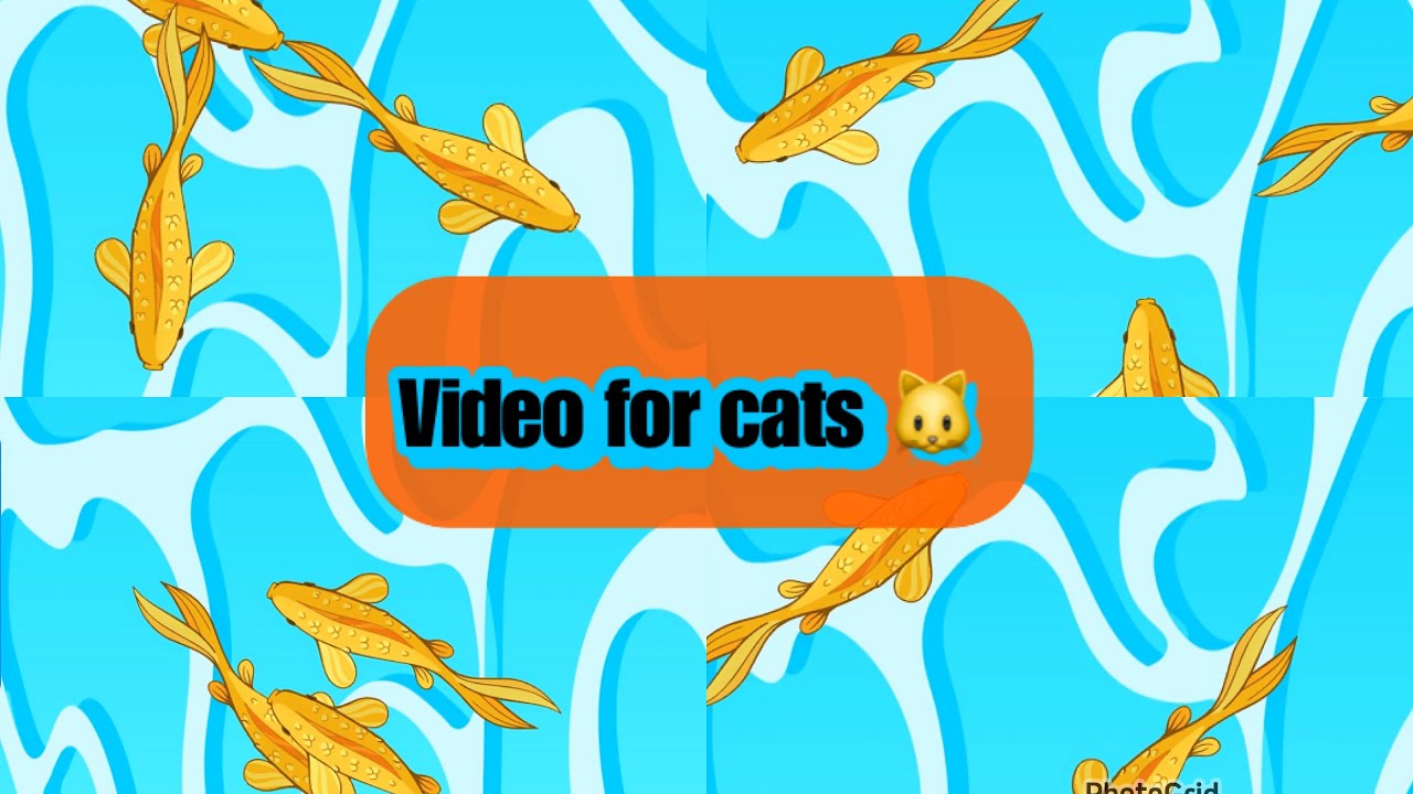 Cat games Catching fish cat games fishes cat games on screen cat