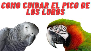 Como Cuidar el pico de los loros , Cuidados especiales del pico