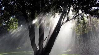 The Imagination Is A Tree -Gaston Bachelard