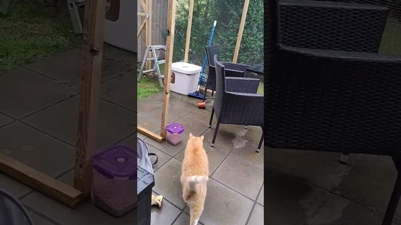 dansk sommer når den er bedst 