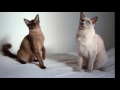 Tonkinese cat History, Personality, Health, Care の動画、YouTube動画。