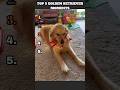 Golden Retriever best moments