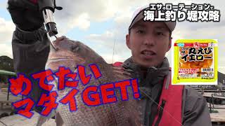 エサのローテーションで海上釣り堀攻略 Youtube