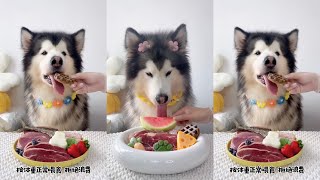 【皮卡丘与渣·男们】🐶#3 沉浸式吃播 ASMR 生骨肉 当斯文的小狗开始自主干饭…+80斤的阿拉斯加…居然怕鱼尾巴