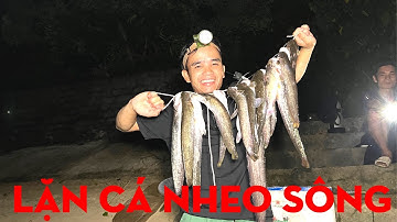 BẮT CÁ NHEO SÔNG P2-TỰ THỢ RỪNG