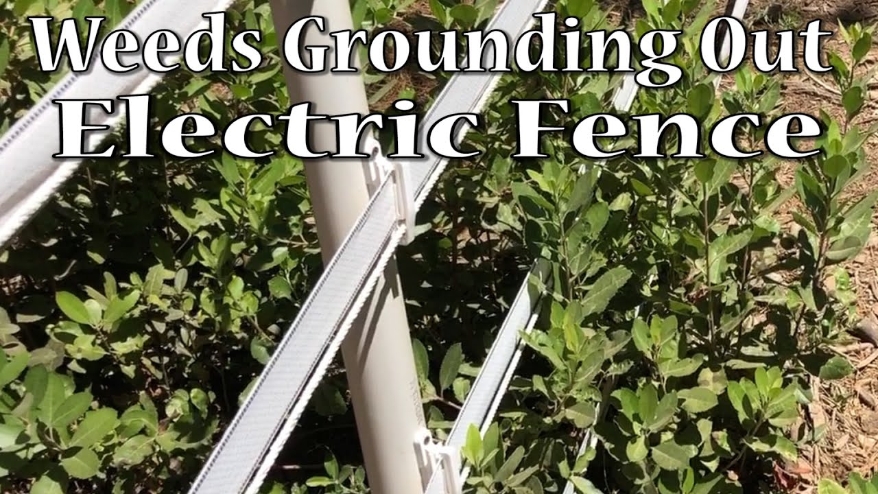 Weeds Grounding Out Electric Fence YouTube