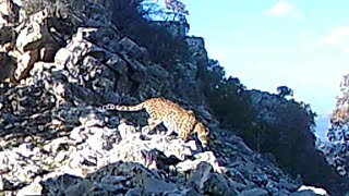 Caucasian Leopard in Kurdistan پڵنگ لە شاخەکانی کوردستان - فهد من جبال کوردستان