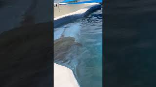 Sea Turtle - Turtle Island - Gulfarium Marine Adventure Park - Navarre, FL