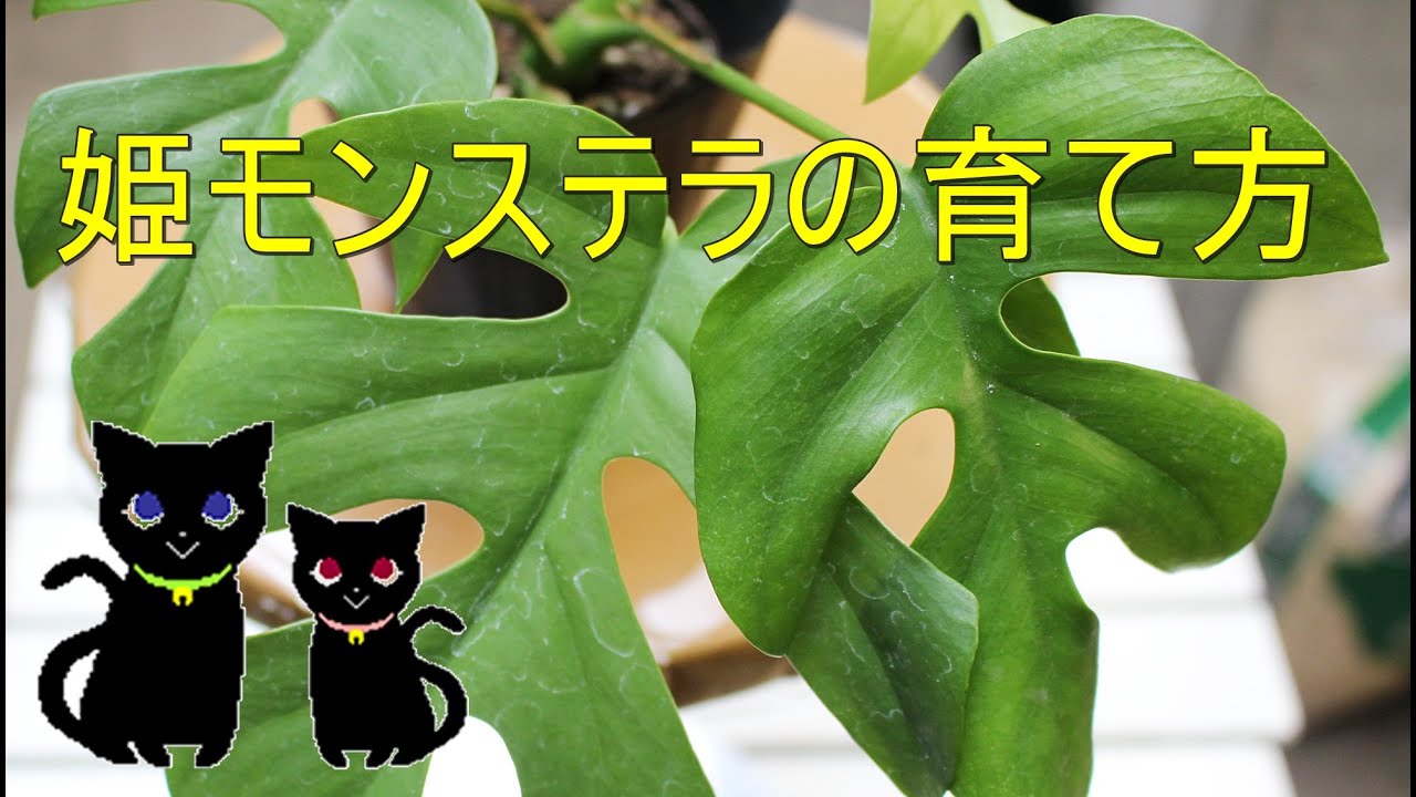 姫モンステラの育て方 Youtube