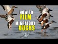Migratory ducks i world migratory bird day