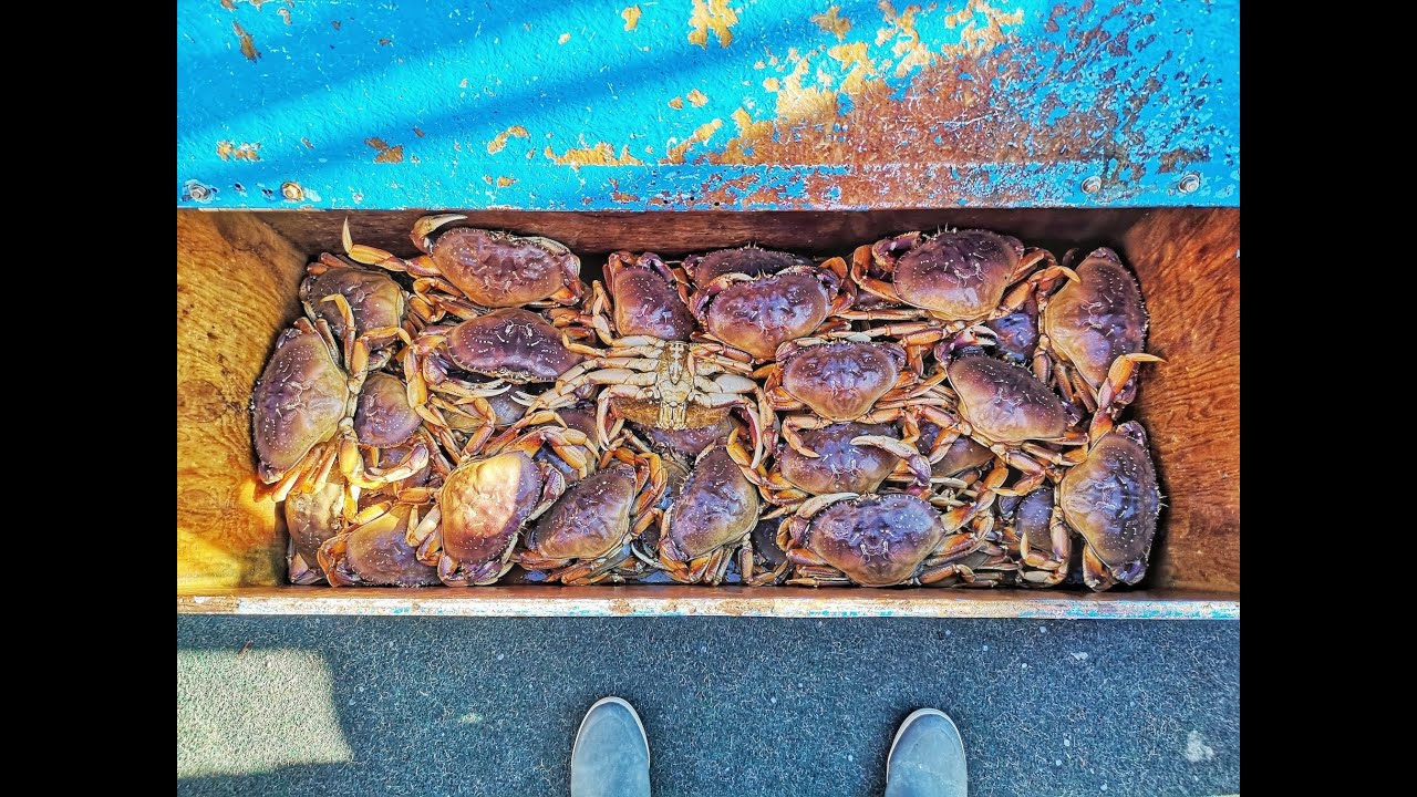 Crab/ Rockfish Combo Full day out of Emeryville, Ca Catch/Trap & Cook