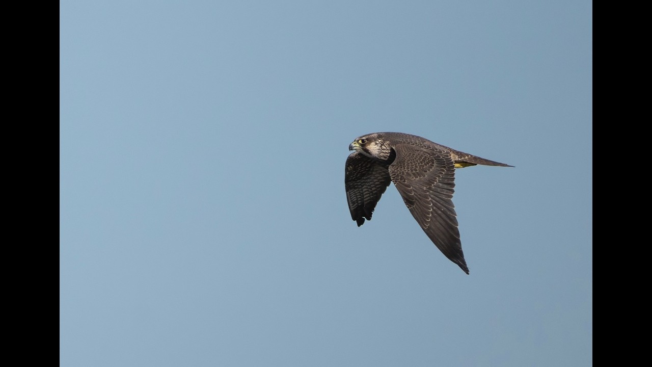 Peregrine Falcon in flight
