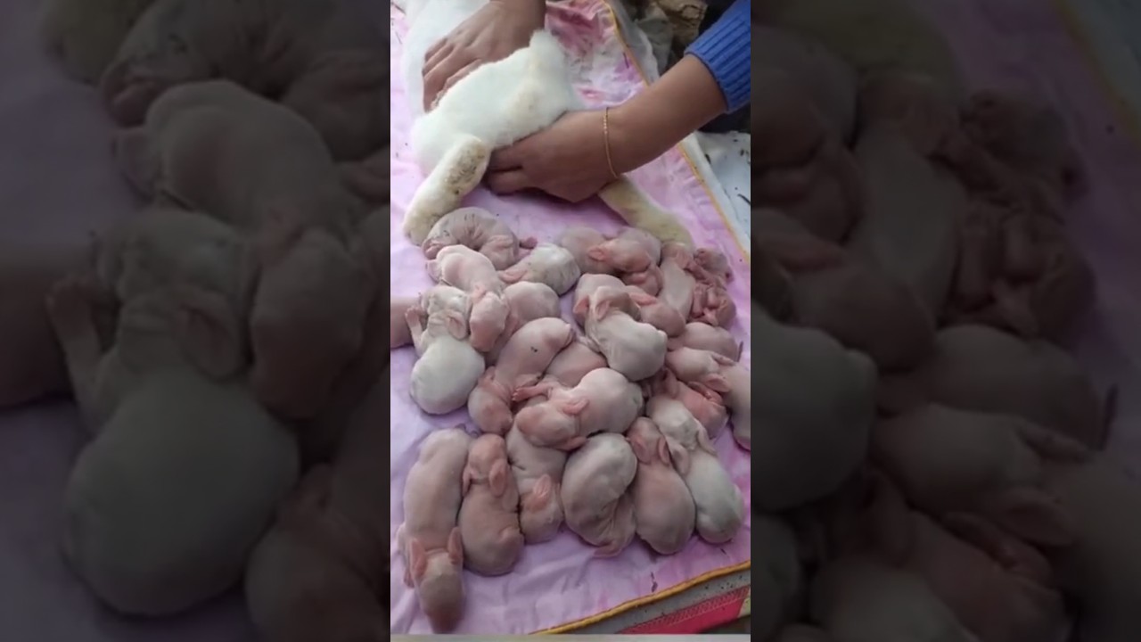 Female mother rabbit giving birth 