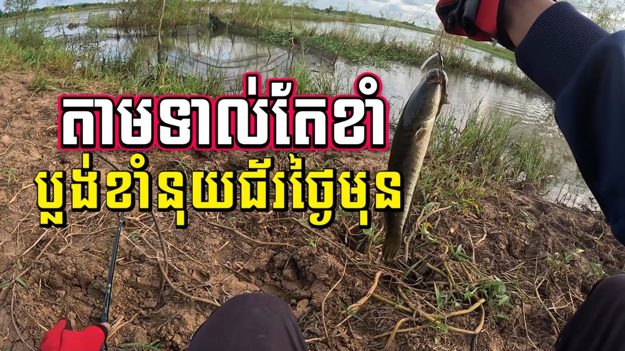 ប​បក់ត្រីប្លង់ចាស់ ប្លង់ខាំនុយជ័រថ្ងៃមុន | ក្រមុល ប្លង់ចាស់  | Fishing Snakehead Fish