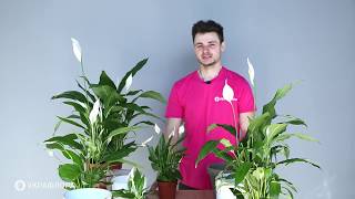 Спатіфілум ("Жіноче щастя")🌱 Як доглядати? Умови для цвітіння.