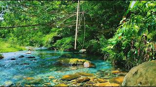 TRANQUIL RIVER STREAM LIVE – CALMING NATURE AMBIENCE FOR MEDITATION, FOCUS & SLEEP