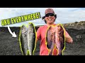 Spearfishing Hawaii GIANT GOATFISH and UKU {Catch and Cook!!}