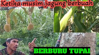 BERBURU TUPAI🛑KETIKA MUSIM JAGUNG BERBUAH@NDRApetualangkuta 