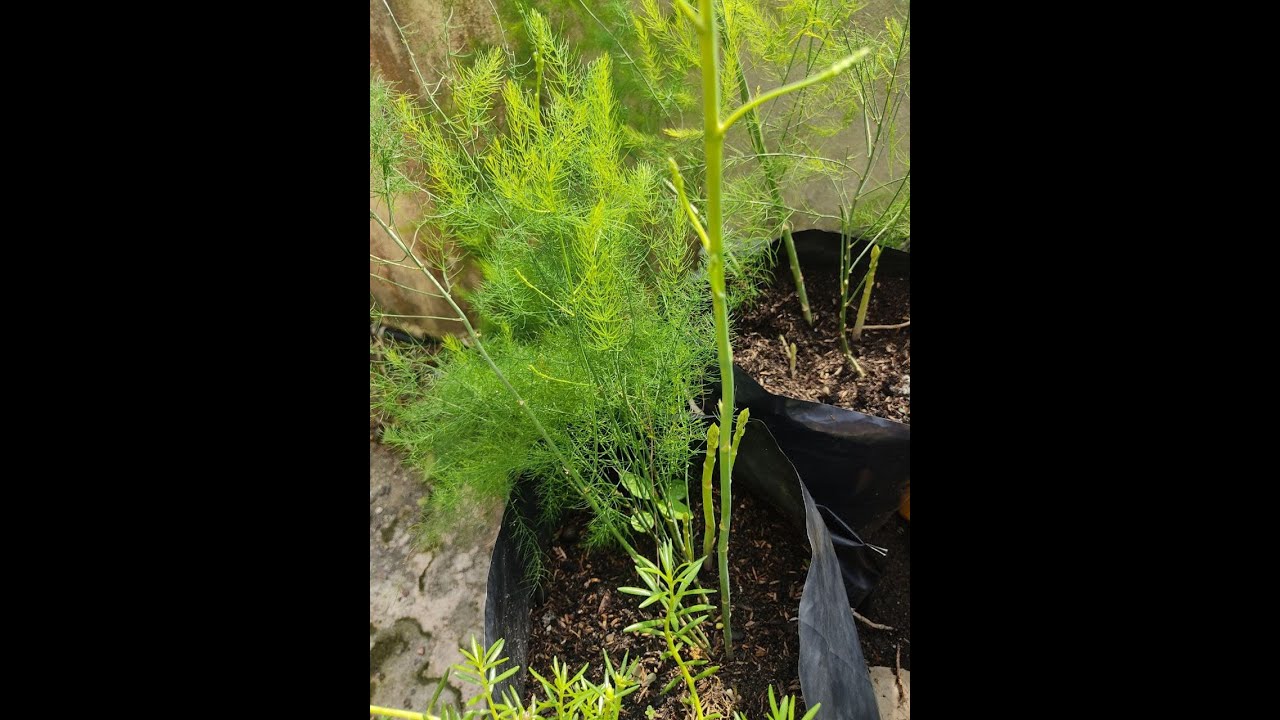 PANEN ASPARAGUS DI MALAYSIA HARVESTING ASPARAGUS YouTube