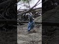 Working pigeon takes off to build a nest. #shorts