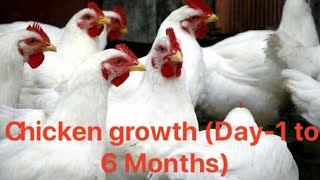 Chicken growth (Day-1 to 6 Months) Chicken Facts