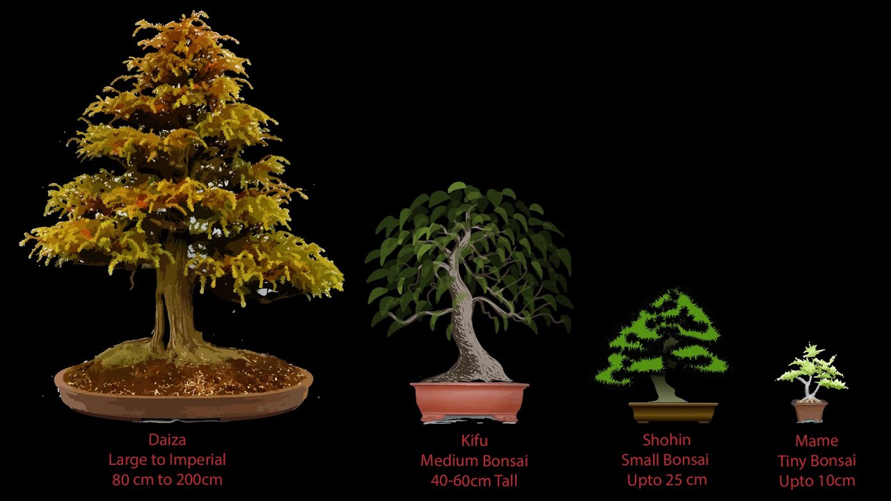 46) Caring for Mame Bonsai Advance Bonsai Technique YouTube