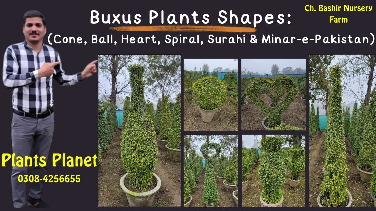 Buxus Plant L Boxwood Plant L Buxus Plant Shape L Buxus Plant Care L