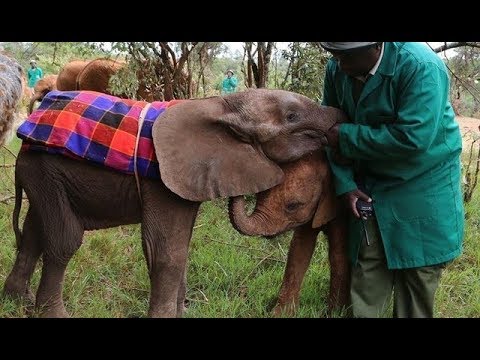 africa cup live streaming LIVE: Rescued Baby Elephants Get Ready for Bed in Africa | The Dodo LIVE