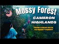 Full guide mossy forest cameron highlands 2024  from tanah rata to mossy forest