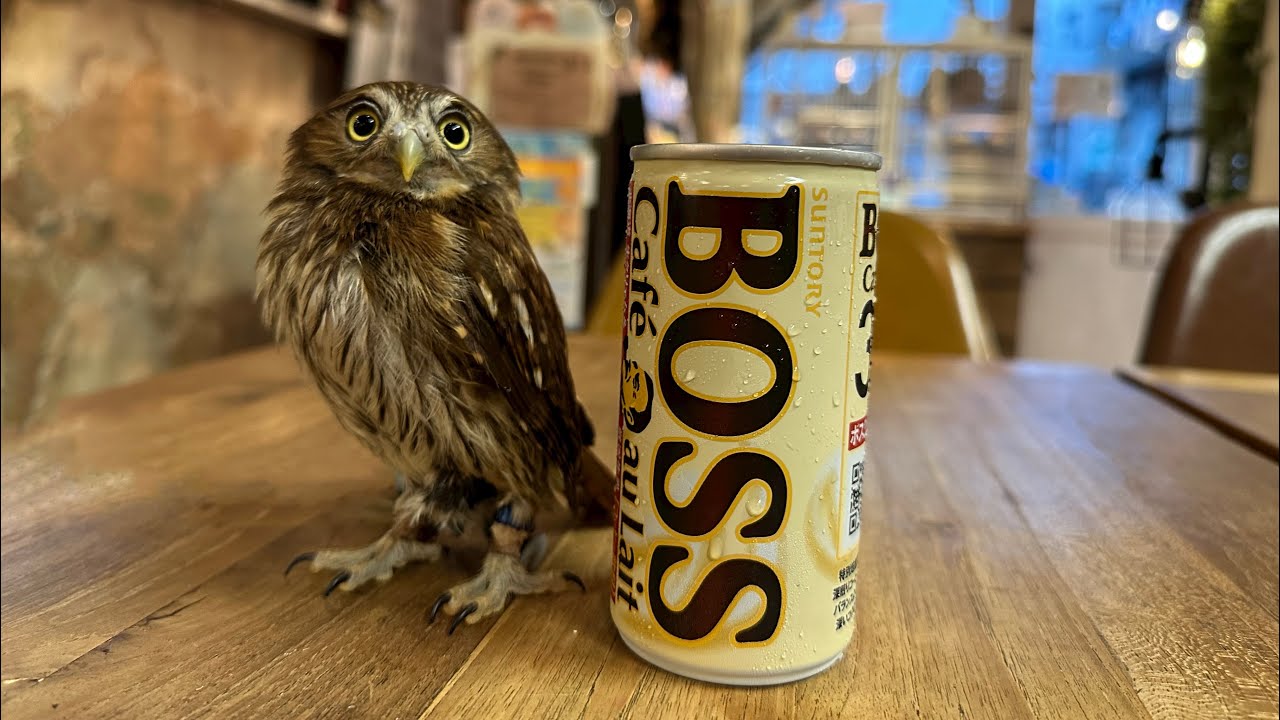 アカ スズメ フクロウ 寿命
