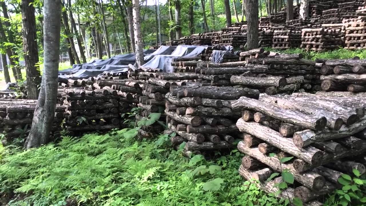 Kikiyohara Shitake Farm