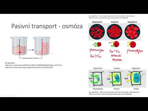 Video: Jaký je rozdíl mezi pasivním transportem a difúzí?