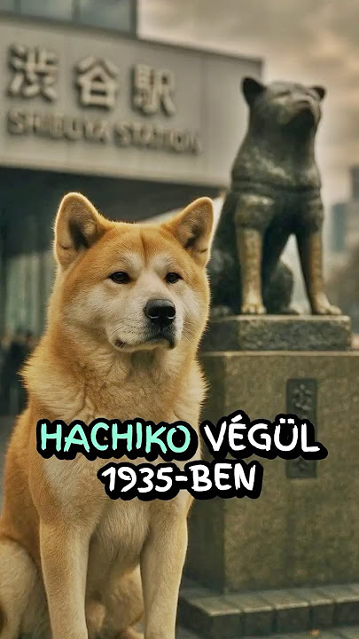 A kutya, aki 9 évig várt... Hacsi valódi története 💔 #Hachiko #IgazTörténet