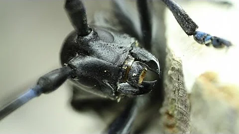 Forest Pest Laboratory helps manage invasive insects