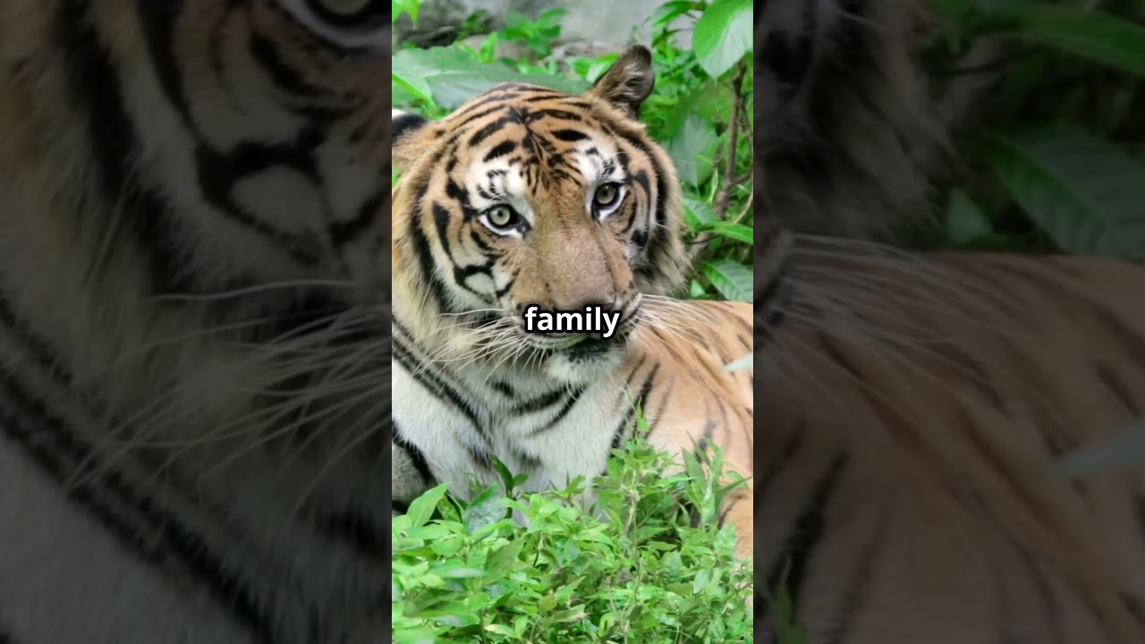 The Secret Life of Tigers