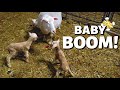 12 lambs, 4 ewes, 2 days... AND THEY'RE NOT EVEN DUE YET!  (DAY 2): Vlog 264