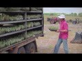 Future Farm Industries CRC - Enrich Forage Shrubs Future Farm Industries CRC - Enrich Forage Shrubs