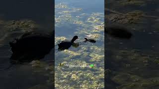 💚🩶 #explore #nature #birdlife #birds #bird #followme #birdlives #goose #coot #foryou #spring #sea