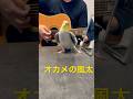 ミッキーマウスマーチを歌いながらドヤ顔をキメるオカメインコの風太くん♪ギターの音ズレご勘弁を🙇♂️