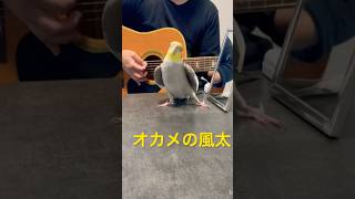 ミッキーマウスマーチを歌いながらドヤ顔をキメるオカメインコの風太くん♪ギターの音ズレご勘弁を🙇♂️