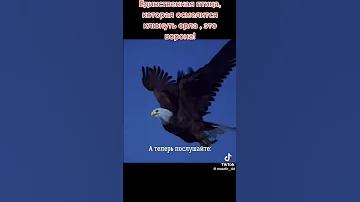 Единственная птица которая не боится орла это Ворона.#орёл